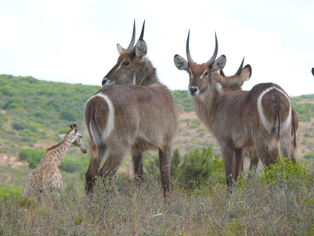 Nyaru Game Lodge Brandwag Exterior foto